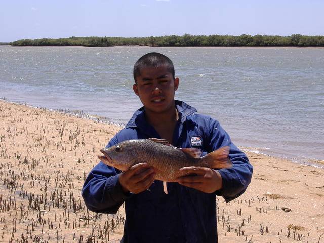 MANGROVE JACK